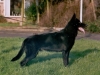 Doran2
